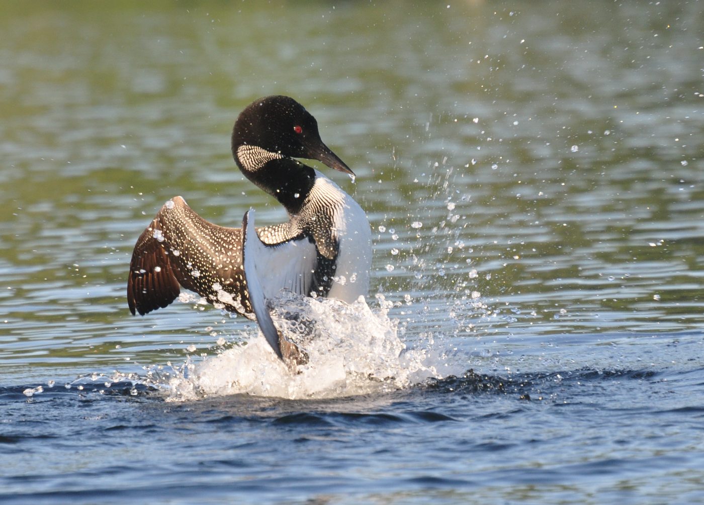 A common loon rising out of the water, wings spread, mid-splash